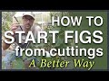 Propagate Figs From Cuttings: A Better Way