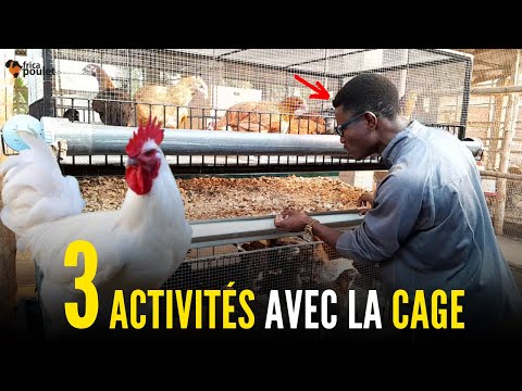 TU DOIS faire 03 CHOSES avec LA CAGE DU POULET LOCAL AUJOURD'HUI (élevage du poulet local en Afrique