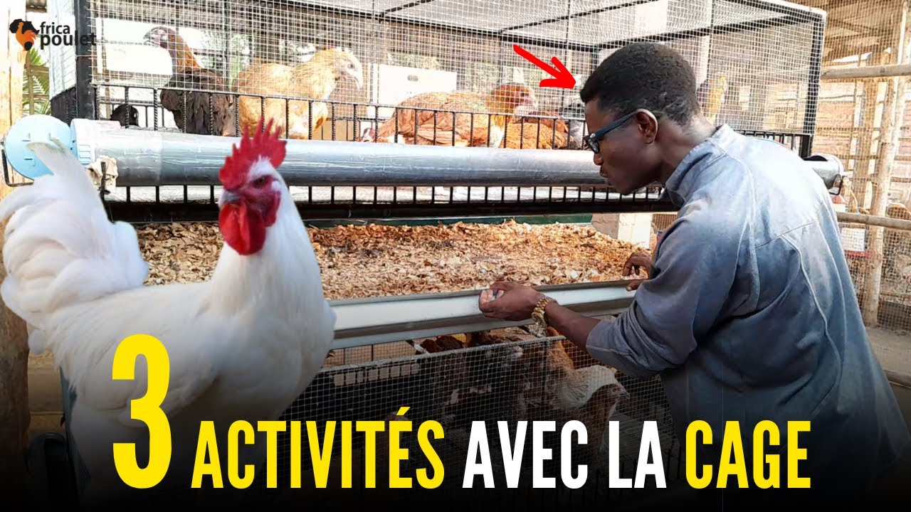 TU DOIS faire 03 CHOSES avec LA CAGE DU POULET LOCAL AUJOURD'HUI (élevage du poulet local en Afrique