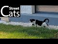Tuxedo Cat Walking Away