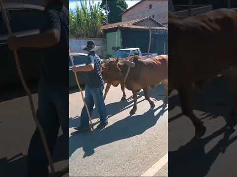 carro de boi do Célio Araújo em Santana de pirapama 2025festa do dia primeiro de maio
