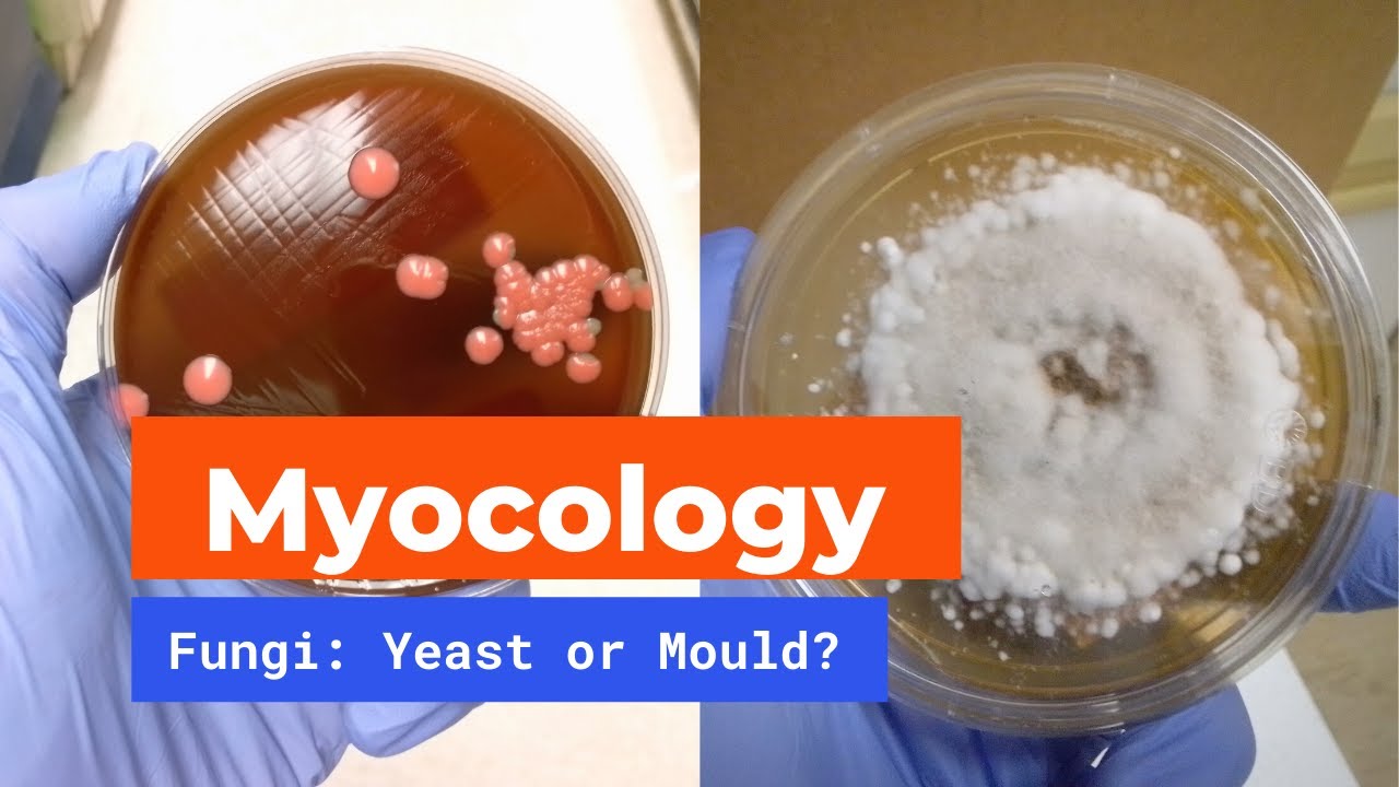 Microbiology: Mycology | Yeast and Mould
