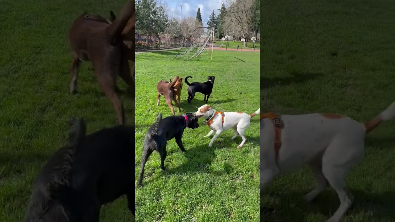 Enlarge Awesome Ambar!, an adopted mixed breed in Milwaukie, OR video 6/6