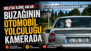  Boluda İlginç Anlar Buzağının Otomobil Yolculuğu Kamerada