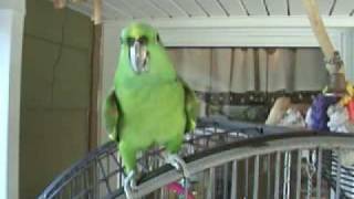 Verjaardagskaarten, De papagaai Boozle zingt voor je verjaardag