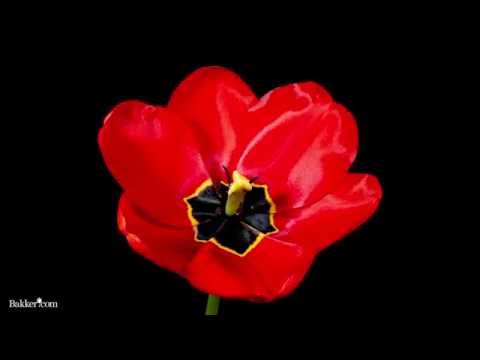 Timelapse - Från lök till röd tulpan på 30 sek
