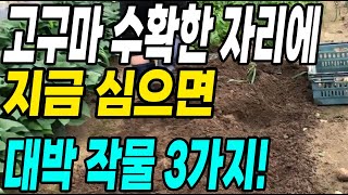 고구마 수확한 자리에 심으면 대박나는 작물3가지! 키우기 쉽고 돈되는 작물