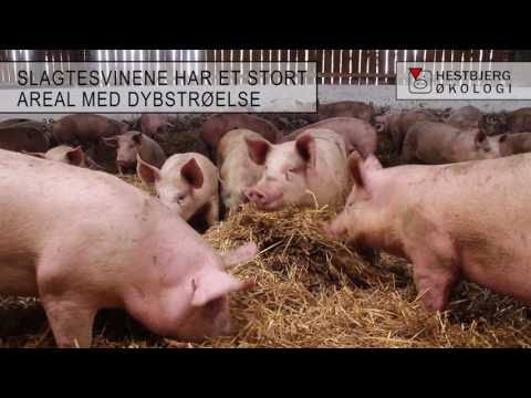 , title : 'Hestbjerg Økolog - livet som økologisk gris'