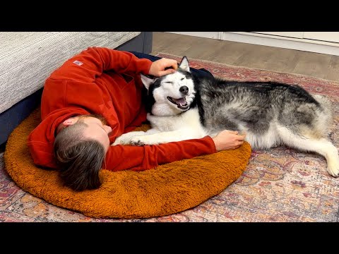 I Took the Dog's Bed! Сute Husky and Cat's Reaction
