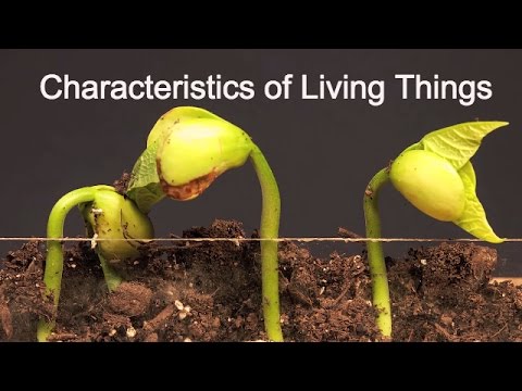 Characteristics of Living Things-What makes something alive?