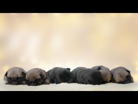 Le Val de l'enchanteur