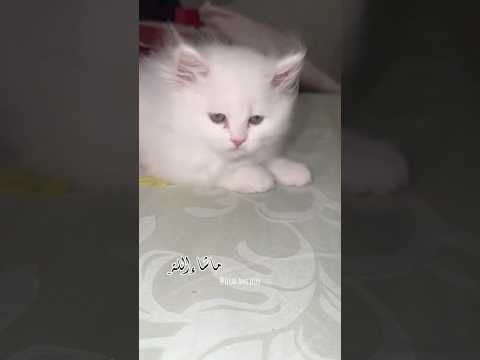 #pop #80smusic #singer #cover #popmusic #cat #coverartist #covermusic #kitten #coversinger