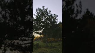 Sezen Aksu Ey benim çocukluğum Video M&#39;S