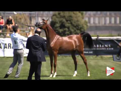 N.9 D SAFANA - Chantilly 2015 AWC - Fillies 1 year old (Class 1B)