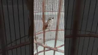 Download lagu Edan !!! Suara merdu burung kancilan bakau #birds #kicaumania mp3 Download lagu Edan !!! Suara merdu burung kancilan bakau #birds #kicaumania mp3