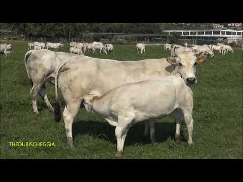 MANDRIA DI MUCCHE AL PASCOLO E ALLATTAMENTO VITELLINO A COSTIGLIOLE SALUZZO. (CN) DOM. 6 - 9 - 2020.