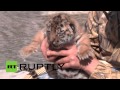 В ночь референдума в крымском сафари-парке родились двое тигрят 
