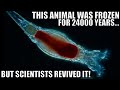 Tiny Animal Revived After 24000 Years Being Frozen In Ice