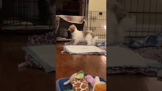 Video preview image #1 Havanese Puppy For Sale in Wheaton, IL, USA