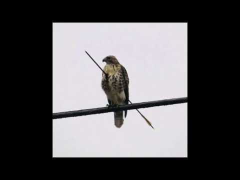 62. Arthrn - Don't try [18.11.2018]