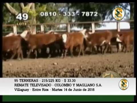 14-06-16 - Venta de Terneras - Remate Televisado Colombo y Magliano S.A.