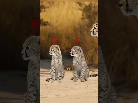 3 حيوانات تُعلّم صغارها بطرق لا تُصدَّق! 🐬🐆🐋 #shorts