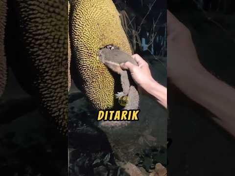 Coba Tebak Ini HEWAN  Apa❓🎉#hewan #hewanlucu #buah