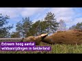 Aantal aanrijdingen met wilde dieren nu al torenhoog