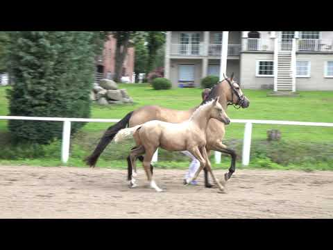 FIRST CLASS CHAMPION - HF v. Colorado x Calvados