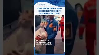 Geger! Teror Kucing Oren di Cibinong Bikin 3 Warga Terluka hingga Kaki Dijahit, Damkar Turun Tangan