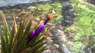 EASY AIR PLANT CARE: HOW TO POLLINATE A TILLANDSIA AIR PLANT FLOWER