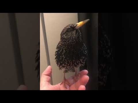 Starlings Are Master Sound Imitators - Fascinating!