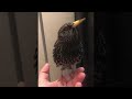 Starling S Stunning Skills With Sound ViralHog