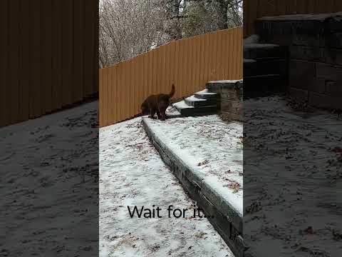Samson the handsome Newfie on ice