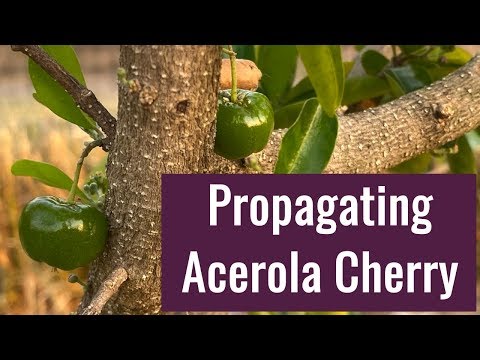 Acerola Cherry (Barbados Cherry) Propagation