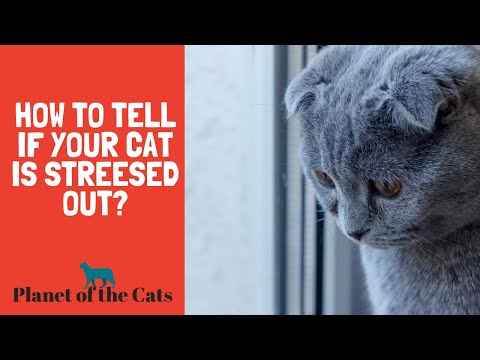 How to Tell if Your Cat is Stressed Out?