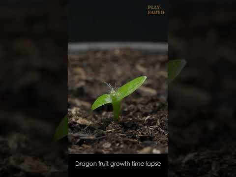 , title : 'Growing Dragon Fruit Time Lapse'