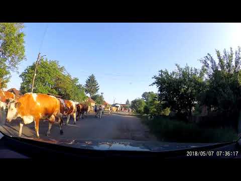 Vacile din Caraseu blocheaza DJ 193-07.05.2018