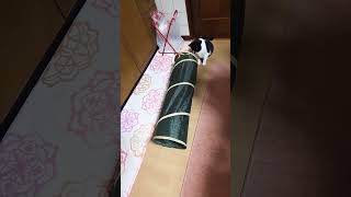 ゴルフボールでゴール #cat #ねこ #ねこのいる生活 #ねこ動画 #猫遊び #かわいい猫