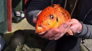 Download lagu Anglers Paradise Koi Lake 2018 mp3 Download lagu Anglers Paradise Koi Lake 2018 mp3