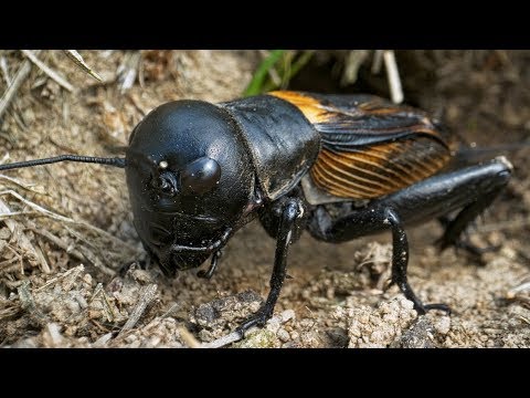 European field cricket (Gryllus campestris) at the burrow