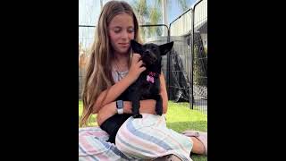 Video preview image #1 Mutt Puppy For Sale in Corona, CA, USA
