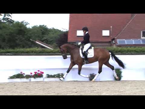 Lot 53 Finest Diva - Brightwells Elite Addington Sale 20th August 2016