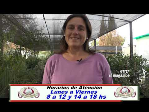 cercos perimetrales: opciones de arbustos