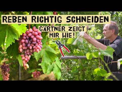 Pruning grapevines – Gardener shows what to do (and what not to do). Instructions for pruning gra...