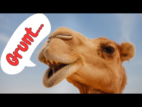 Camel Sounds & Facts for Kids