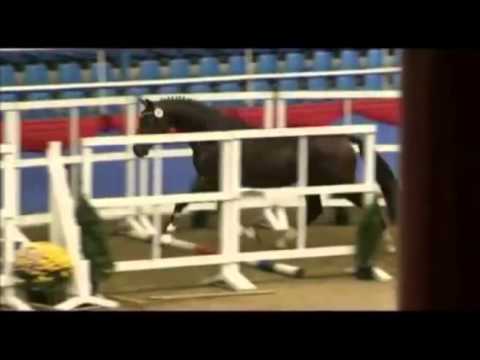 Semental aprobado por Diarado