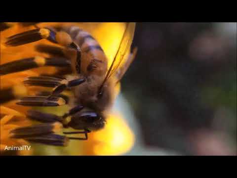 Giant Furry Bumblebees - CUTE Compilation