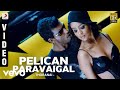 Thoranai Pelican Paravaigal Video Mani Sharma