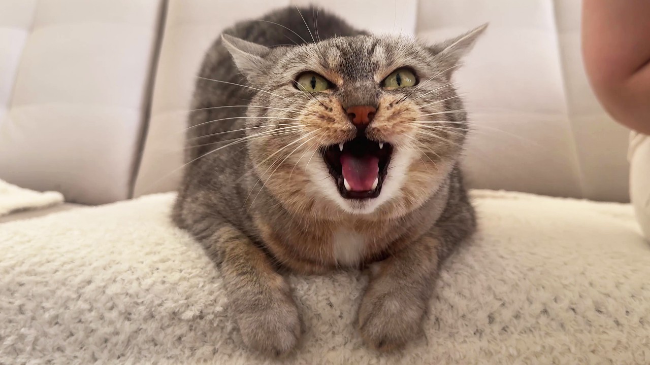 Please drum the cat
